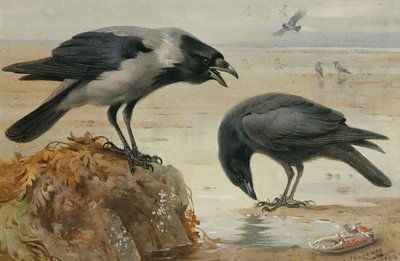 A Hooded Crow and a Carrion Crow by Archibald Thorburn
