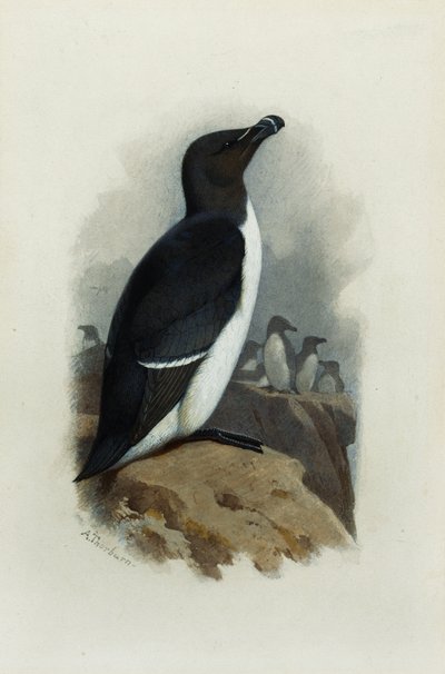 A Razorbill by Archibald Thorburn
