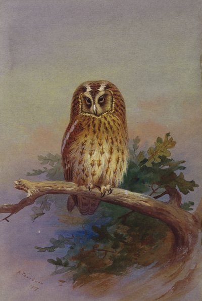 A Tawny Owl Perched on an Oak Branch by Archibald Thorburn