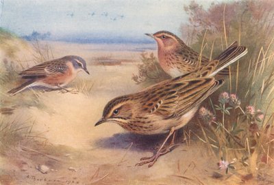 Alpine or Water-Pipit, Red-Throated Pipit, Richard