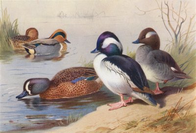American Green-Winged Teal (male and female), Buffel-Headed Duck (male and female), Blue-Winged Teal by Archibald Thorburn