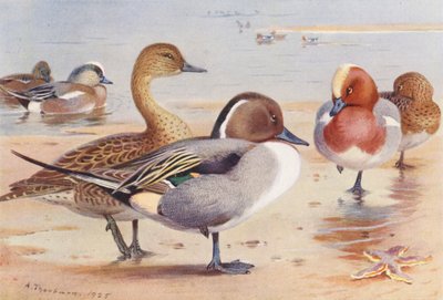 American Wigeon (male and female), Pintail (male and female), Wigeon (male and female) by Archibald Thorburn