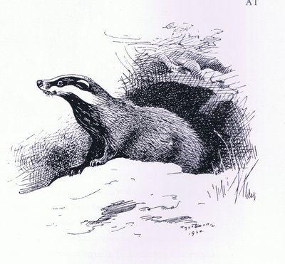 Badger, pub. by Book Club Associates by Archibald Thorburn