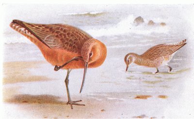 Bar Tailed Godwit, from Birds of the British Isles and Their Eggs by Archibald Thorburn