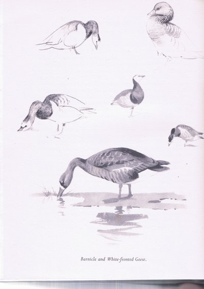 Barnacle and White Fronted Geese by Archibald Thorburn
