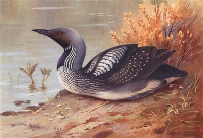 Black-Throated Diver by Archibald Thorburn