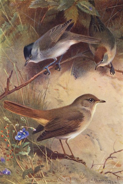 Blackcap (male and female), Nightingale by Archibald Thorburn
