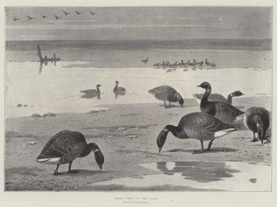 Brent Geese on the Coast by Archibald Thorburn