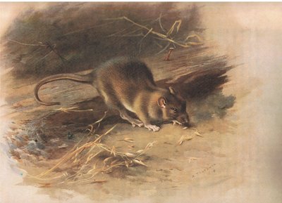 Brown Rat, from Thorburn