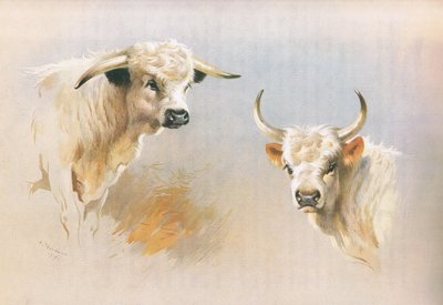 Chartley Bull and Chillingham Bull, from Thorburn