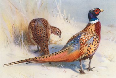 Chinese Ring-Necked Pheasant (male and female) by Archibald Thorburn