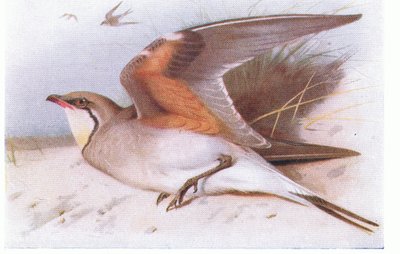 Collared Pratincloe, from Birds of the British Isles and Their Eggs by Archibald Thorburn