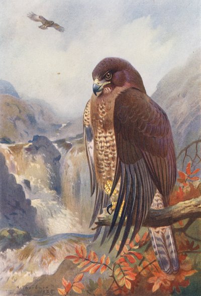 Common Buzzard by Archibald Thorburn