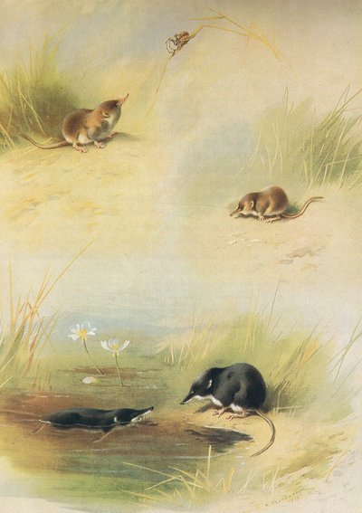 Common Shrew, Lesser Shrew & Water Shrew, from Thorburn