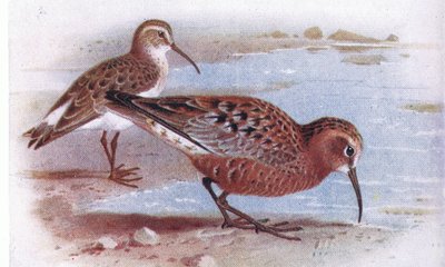 Curlew Sandpiper, from Birds of the British Isles and Their Eggs by Archibald Thorburn