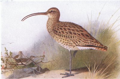 Curlew, from Birds of the British Isles and Their Eggs by Archibald Thorburn