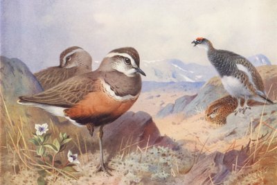 Dotterel, Ptarmigan (Male and Female, Summer) by Archibald Thorburn