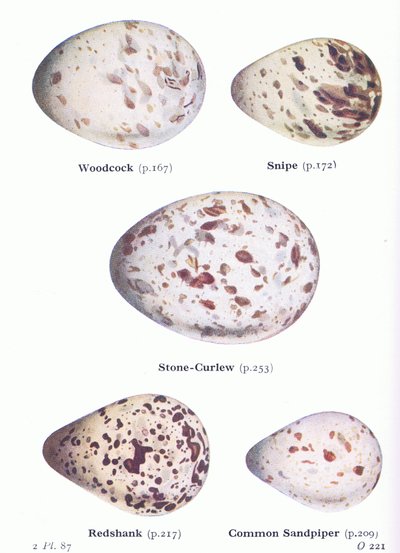 Eggs: Woodcock; Snipe, Stone Curlew, Redshank, Common Sandpiper, from Birds of the British Isles and Their Eggs by Archibald Thorburn
