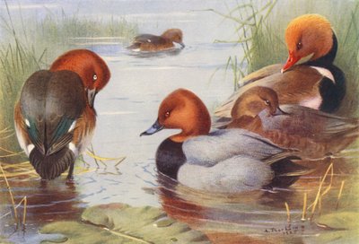 Ferruginous Duck (male and female), Common Pochard (male and female), Red-Crested Pochard by Archibald Thorburn