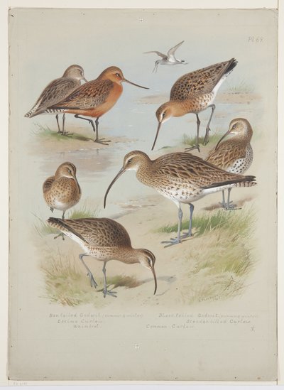 Godwits and curlews, c.1915 by Archibald Thorburn