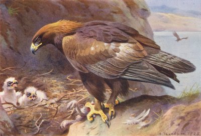 Golden Eagle by Archibald Thorburn