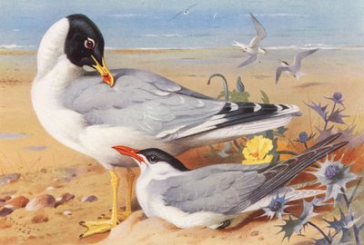 Great Black-Headed Gull, Caspian Tern by Archibald Thorburn