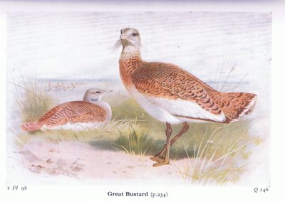 Great Bustard, from Birds of the British Isles and Their Eggs by Archibald Thorburn