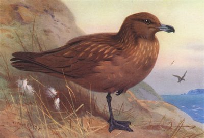Great Skua by Archibald Thorburn