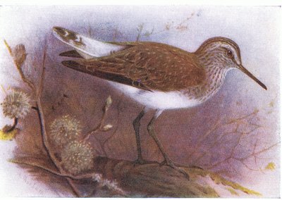 Green Sandpiper, from Birds of the British Isles and Their Eggs by Archibald Thorburn