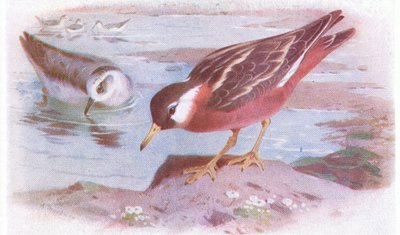 Grey Phalarope (summer and autumn), from Birds of the British Isles and Their Eggs by Archibald Thorburn