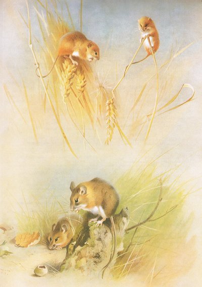 Harvest Mouse and Wood Mouse, from Thorburn