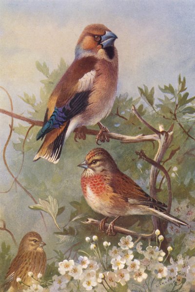 Hawfinch, Linnet (male and female) by Archibald Thorburn