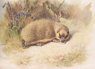 Hedgehog, from Thorburn