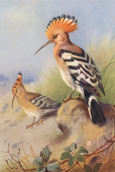 Hoopoe by Archibald Thorburn