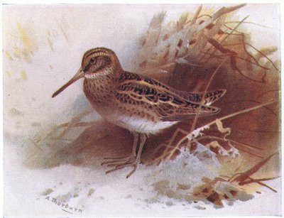 Jack Snipe, from Birds of the British Isles and Their Eggs by Archibald Thorburn
