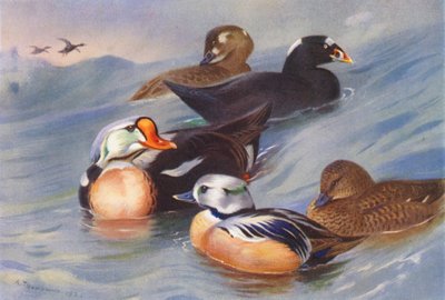 King-Eider, Surf-Scoter (Male and Female), Steller