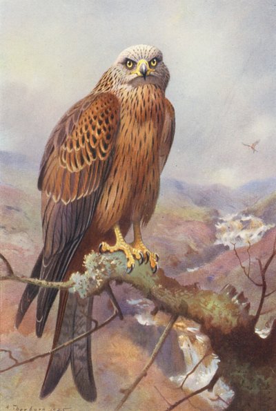 Kite by Archibald Thorburn