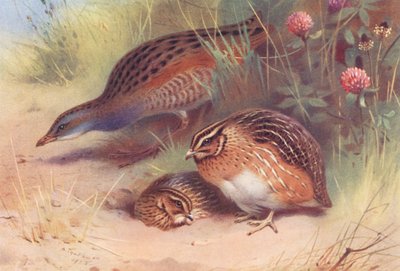 Land-Rail, Quail (Male and Female) by Archibald Thorburn