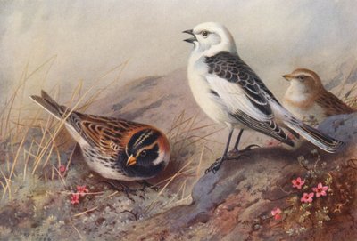 Lapland Bunting, Snow-Bunting (summer) (male and female) by Archibald Thorburn