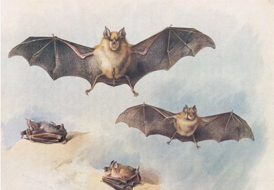 Lesser Horseshoe Bat and Greater Horseshoe Bat, from Thorburn