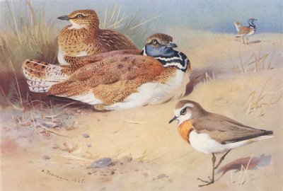Little Bustard (male and female), Caspian Plover by Archibald Thorburn