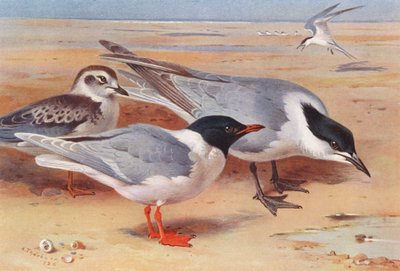 Little Gull (adult and young), Gull-Billed Tern by Archibald Thorburn