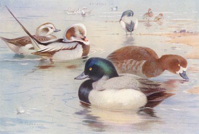 Long-Tailed Duck (male and female), Scaup-Duck (male and female) by Archibald Thorburn