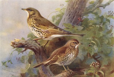 Mistle-Thrush, Song-Thrush by Archibald Thorburn
