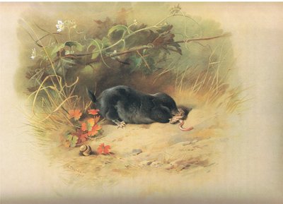 Mole with Worm, from Thorburn