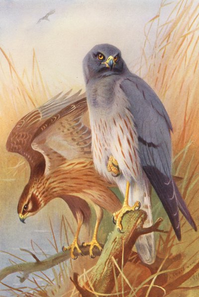 Montagu