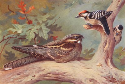 Nightjar, Lesser Spotted Woodpecker (Male and Female) by Archibald Thorburn