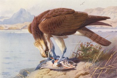 Osprey by Archibald Thorburn