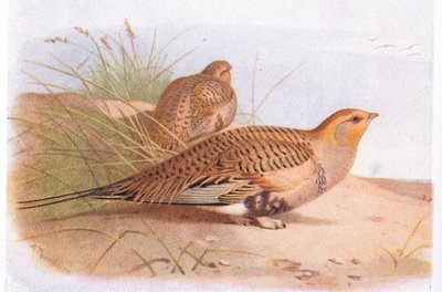 Pallass Sand Grouse, from Birds of the British Isles and Their Eggs by Archibald Thorburn