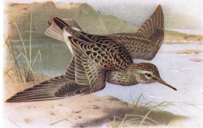 Pectoral Sandpiper, from Birds of the British Isles and Their Eggs by Archibald Thorburn